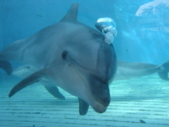 越前松島水族館